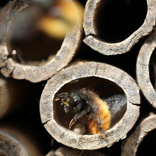 Atelier jeune public - Abri à insectes